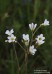 lomikámen zrnatý (Rostliny), Saxifraga granulata (Plantae)